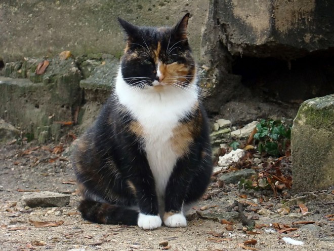 Photo de Chat domestique