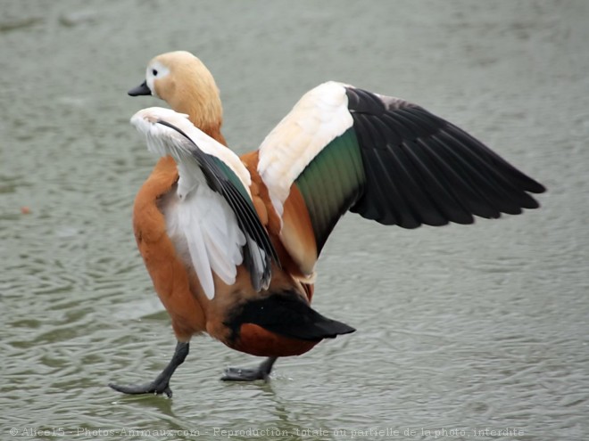 Photo de Canard tadorne casarca