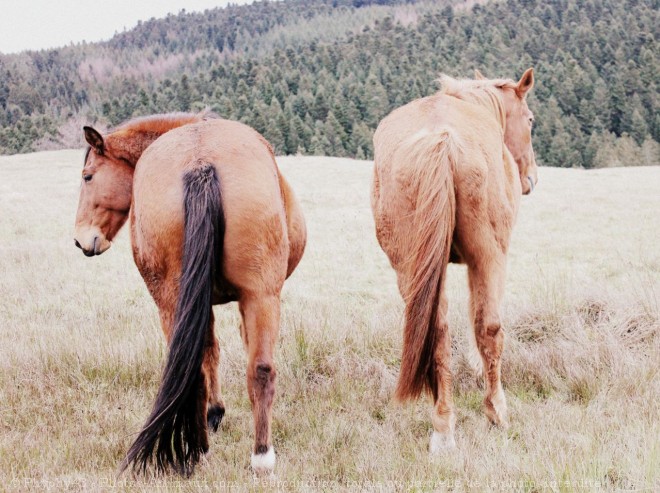 Photo de Trotteur franais