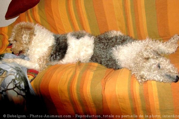 Photo de Fox terrier  poil dur