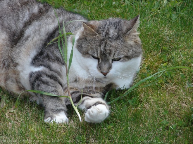 Photo de Chat domestique