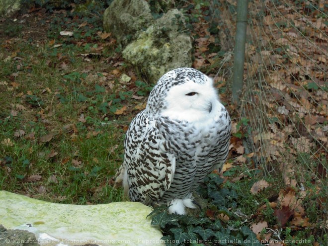 Photo de Harfang des neiges