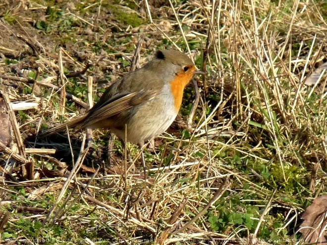 Photo de Rouge gorge