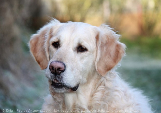 Photo de Golden retriever