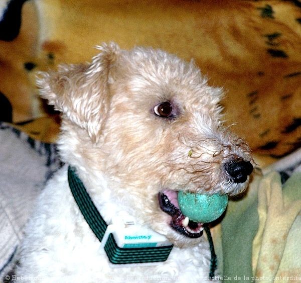 Photo de Fox terrier  poil dur