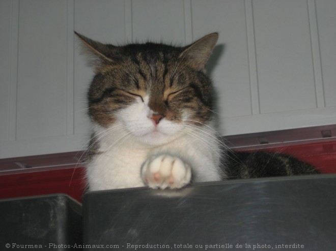 Photo de Chat domestique