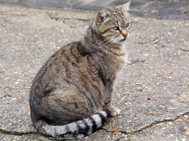 Photo de Chat domestique