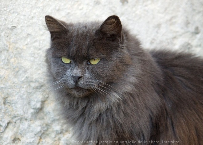 Photo de Chat domestique