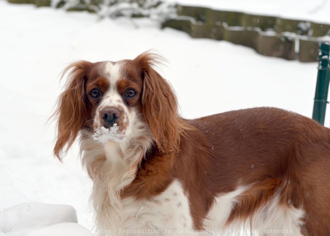 Photo de Cavalier king charles spaniel