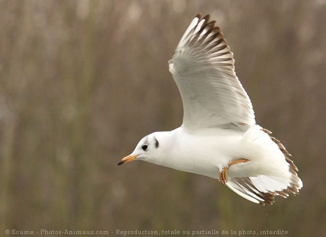 Photo de Mouette