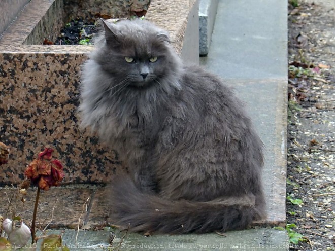 Photo de Chat domestique