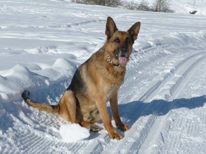 Photo de Berger allemand  poil court