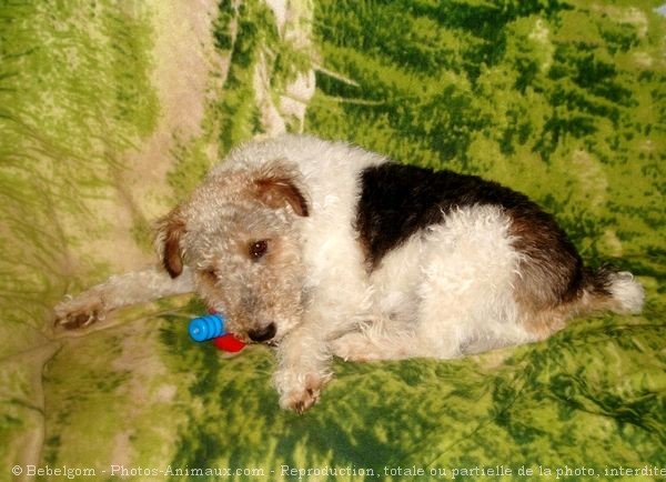 Photo de Fox terrier  poil dur