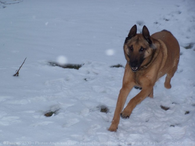 Photo de Berger belge malinois