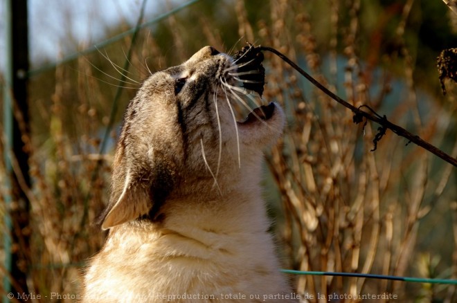 Photo de Chat domestique