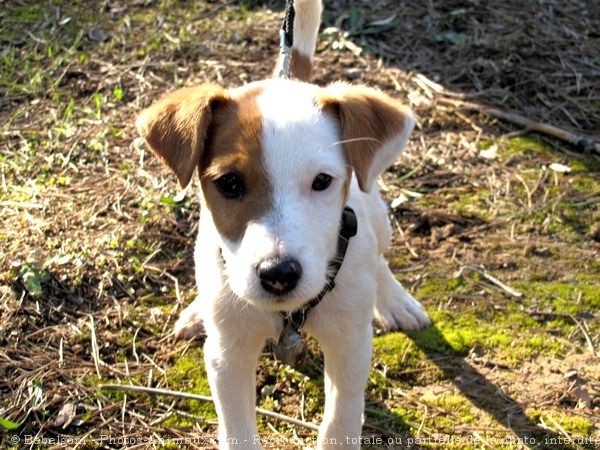 Photo de Parson russell terrier