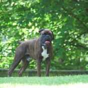 Photo de Boxer