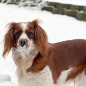 Photo de Cavalier king charles spaniel