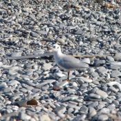 Photo de Mouette