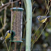 Photo de Msange bleue