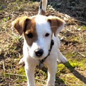 Photo de Parson russell terrier