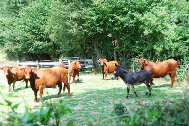 Photo de Vache - limousine