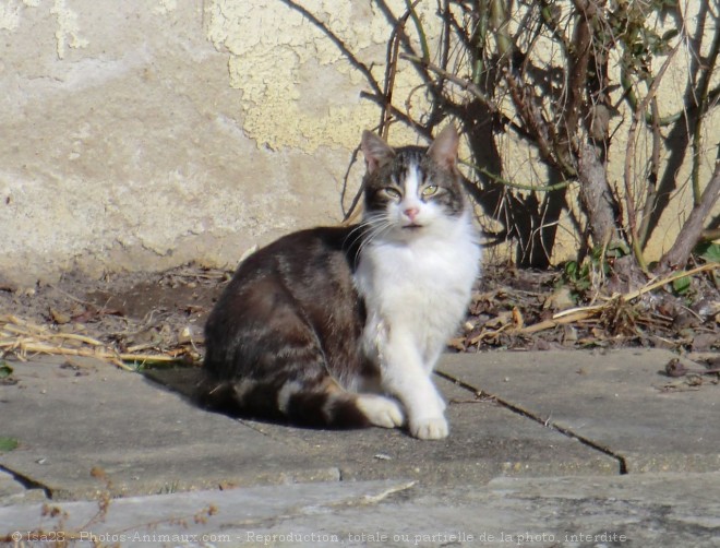 Photo de Chat domestique