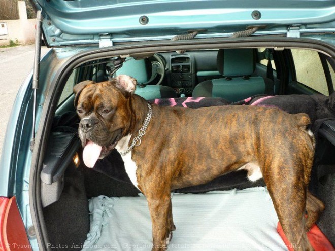 Photo de Boxer