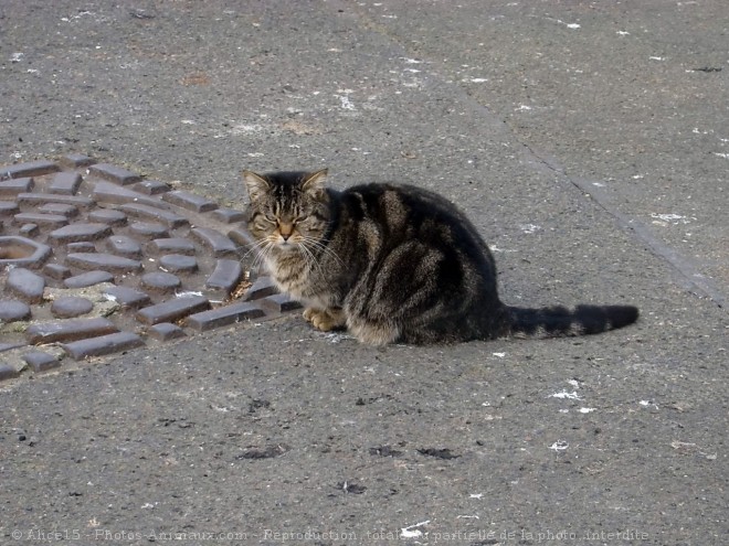 Photo de Chat domestique