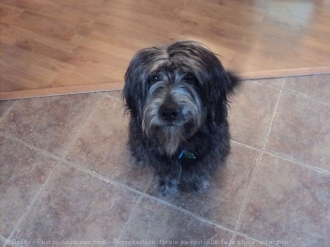 Photo de Bearded collie