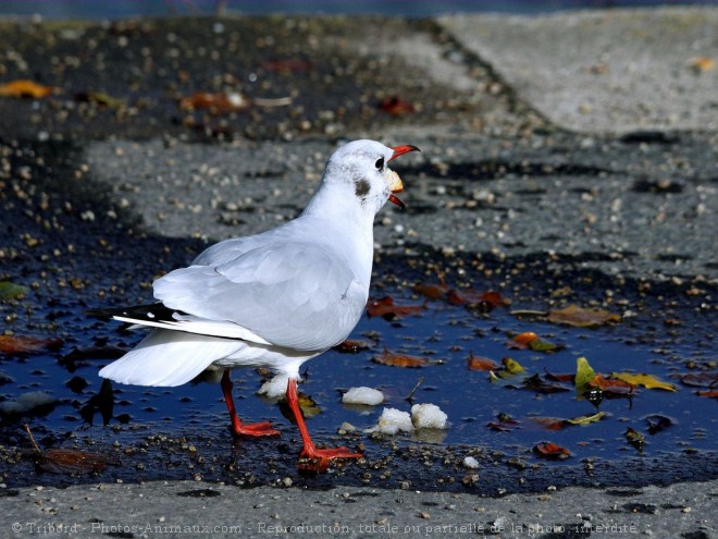 Photo de Mouette