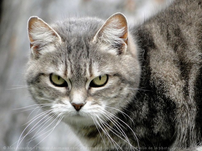 Photo de Chat domestique