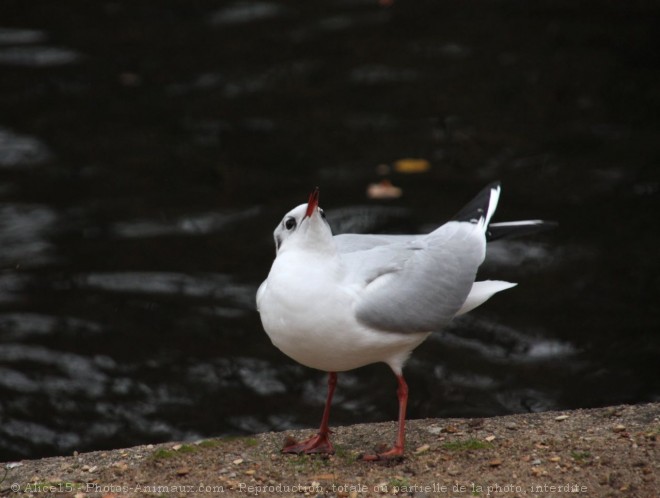 Photo de Mouette