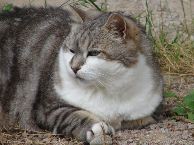 Photo de Chat domestique