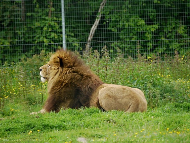 Photo de Lion