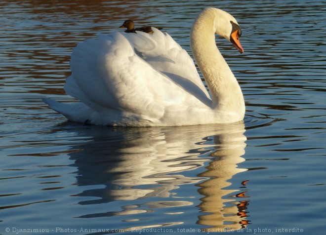 Photo de Cygne