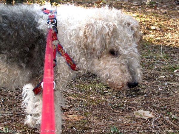 Photo de Fox terrier  poil dur