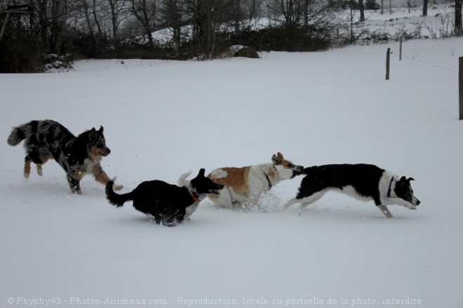 Photo de Races diffrentes