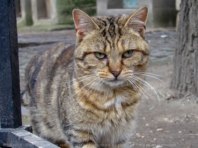 Photo de Chat domestique