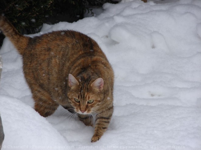 Photo de Chat domestique