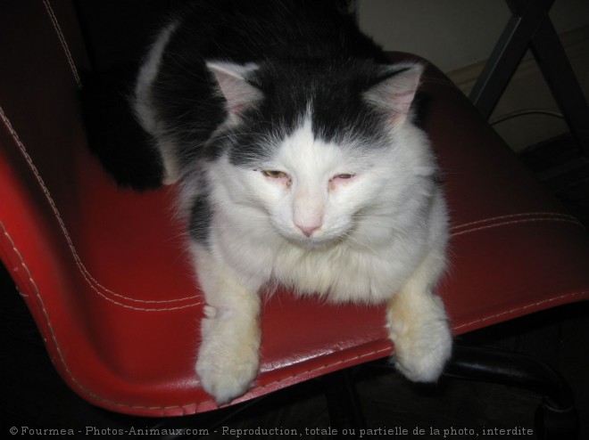 Photo de Chat domestique