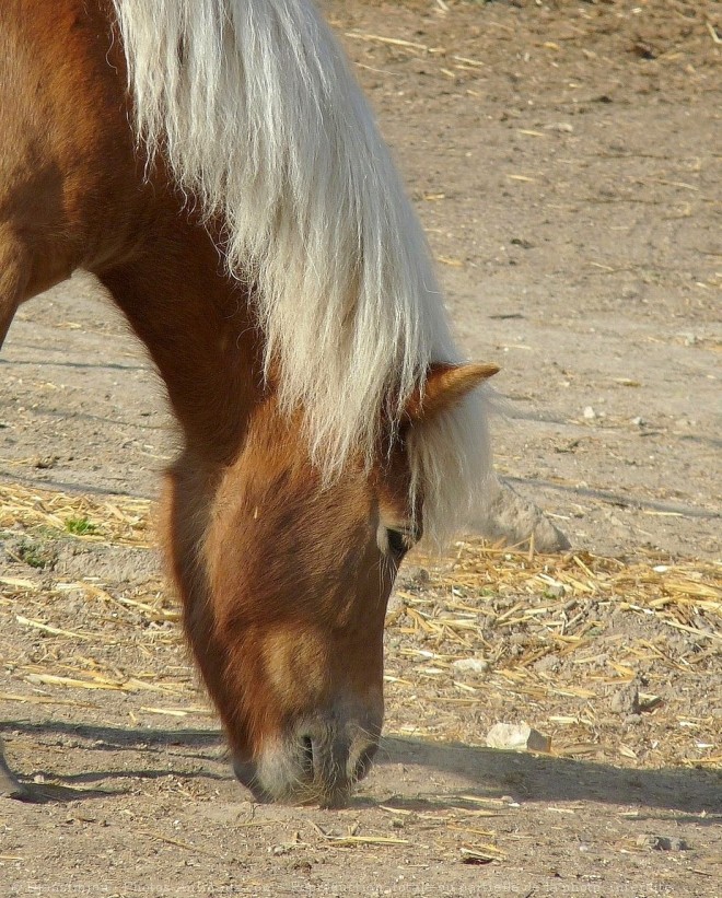 Photo de Poney (toutes races)