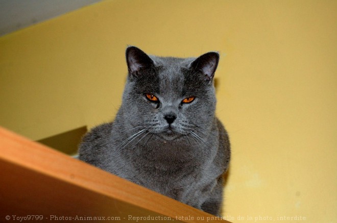 Photo de British shorthair