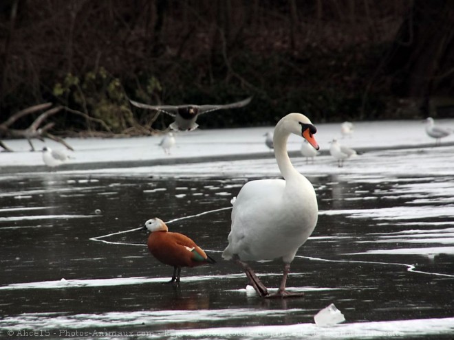 Photo de Races diffrentes