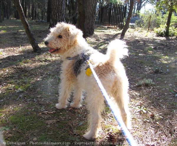 Photo de Fox terrier  poil dur