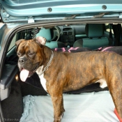 Photo de Boxer