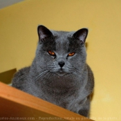 Photo de British shorthair