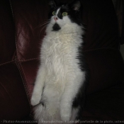 Photo de Chat domestique