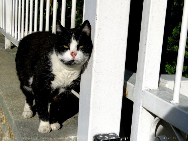 Photo de Chat domestique