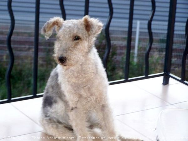 Photo de Fox terrier  poil dur